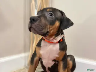 American Bully dogs American Bully Puppy 4 - Ad 24