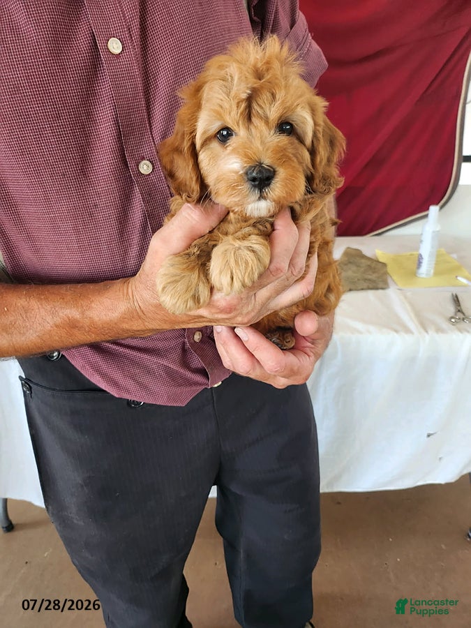 Cavapoo dogs Tribute - Ad 1