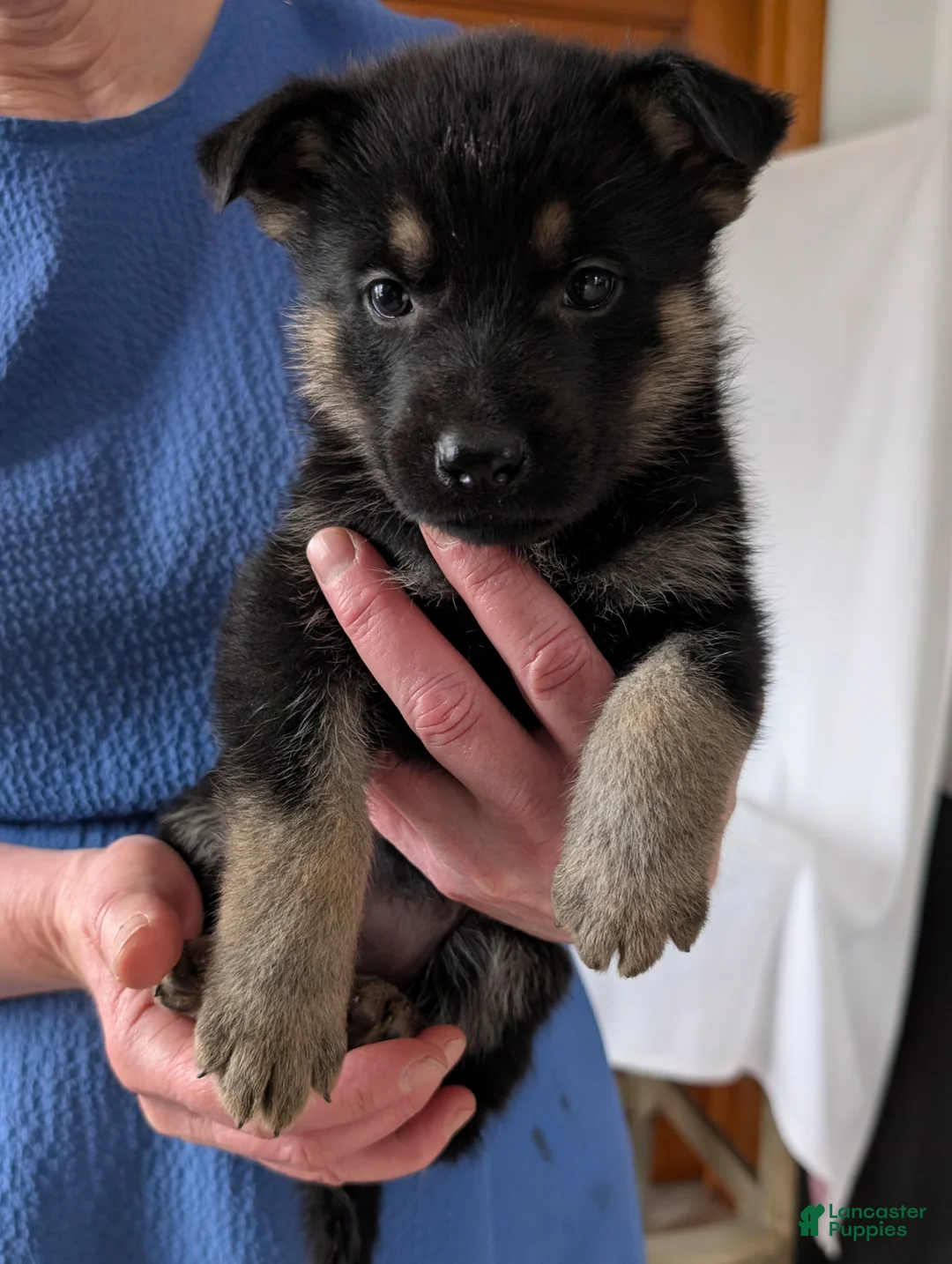 German Shepherd dogs for sale: Sara - Ad 5