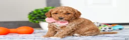 Mini Goldendoodle dogs for sale: Mia - Ad 4