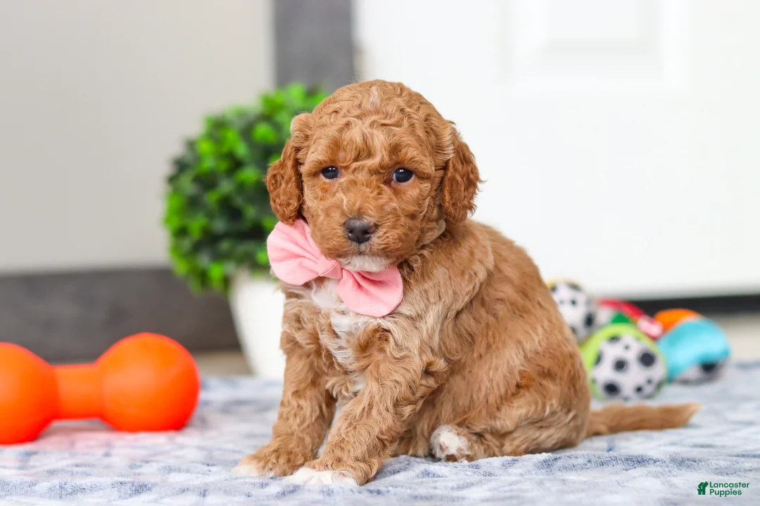 Mini Goldendoodle dogs for sale: Mia - Ad 4