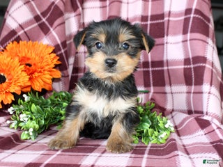 Yorkshire Terrier dogs - Ad 41