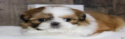 Shih Tzu dogs for sale: Winston  - Ad 3
