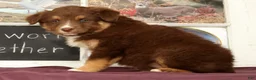 Miniature Australian Shepherd dogs for sale: Sheila - Ad 5