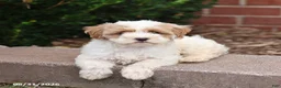 Maltipoo dogs for sale: Norah - Ad 4