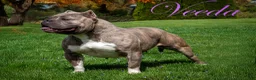 American Bully dogs for sale: American Bully Puppy 1 - Ad 4