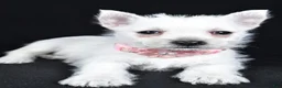 West Highland Terrier dogs for sale: Alice - Ad 4