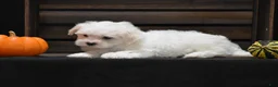 Maltese dogs for sale: Niko - Ad 7