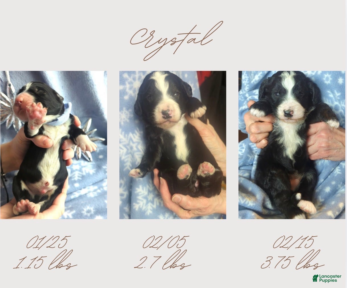 Bernedoodle dogs Crystal - Ad 3