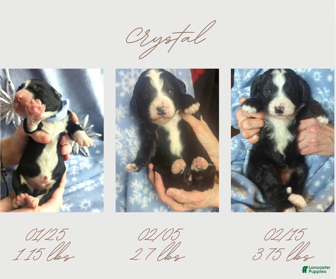 Bernedoodle dogs for sale: Crystal - Ad 1