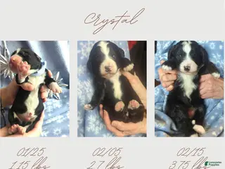 Bernedoodle dogs Crystal - Ad 3