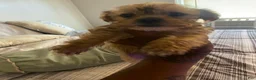 Yorkshire Terrier dogs for sale: Yorkshire Terrier 4 - Ad 3