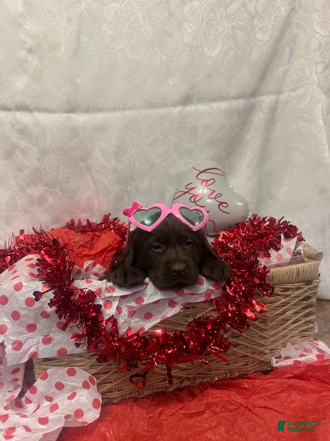 Labrador Retriever dogs for sale: Valentine - Ad 2