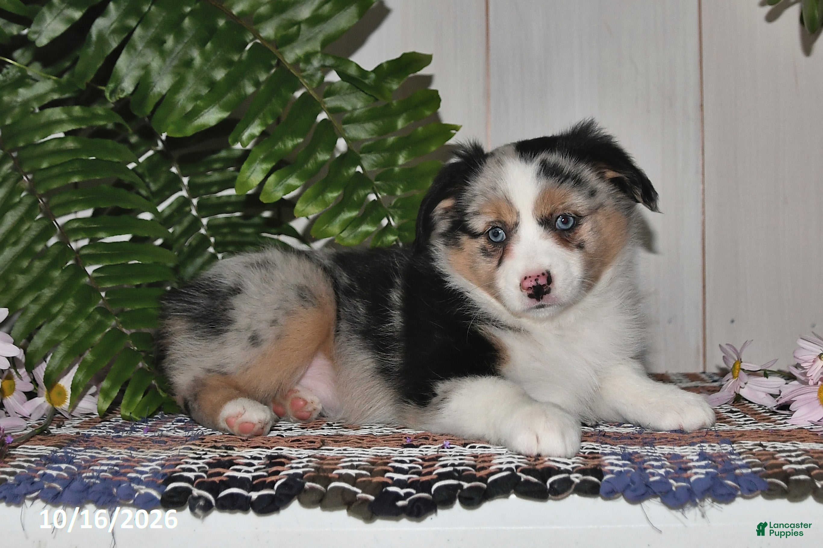Miniature Australian Shepherd dogs Harper - Ad 2