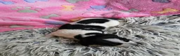 Miniature Dachshund dogs for sale: Miniature Dachshund 4 - Ad 8