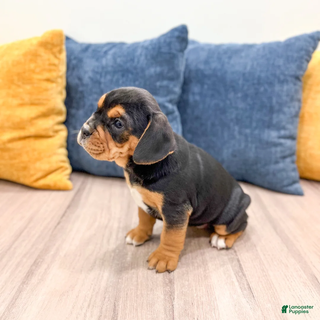 Mixed Breed dogs for sale: Ginger - Ad 4