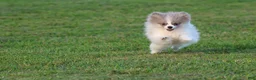 Pomeranian dogs for sale: Twirls - Ad 3