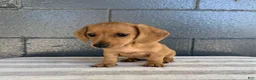Miniature Dachshund dogs for sale: Dolly - Ad 5