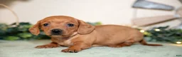 Miniature Dachshund dogs for sale: Sage - Ad 3