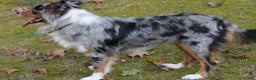 Australian Shepherd dogs for sale: Brownie - Ad 6