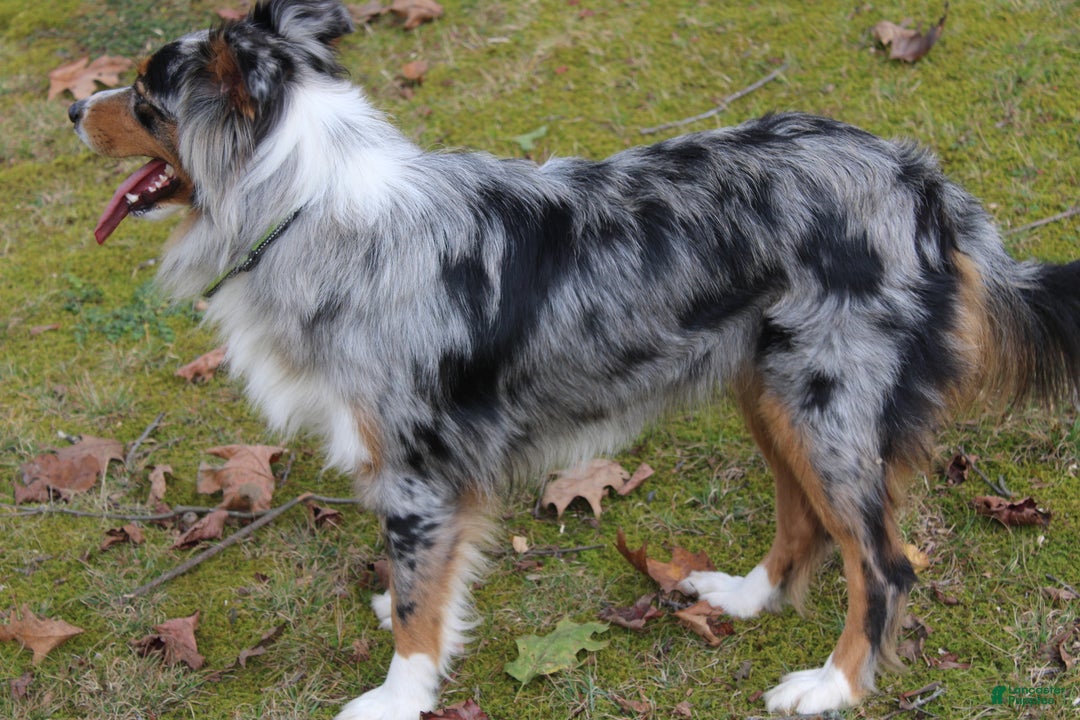 Australian Shepherd dogs for sale: Brownie - Ad 6