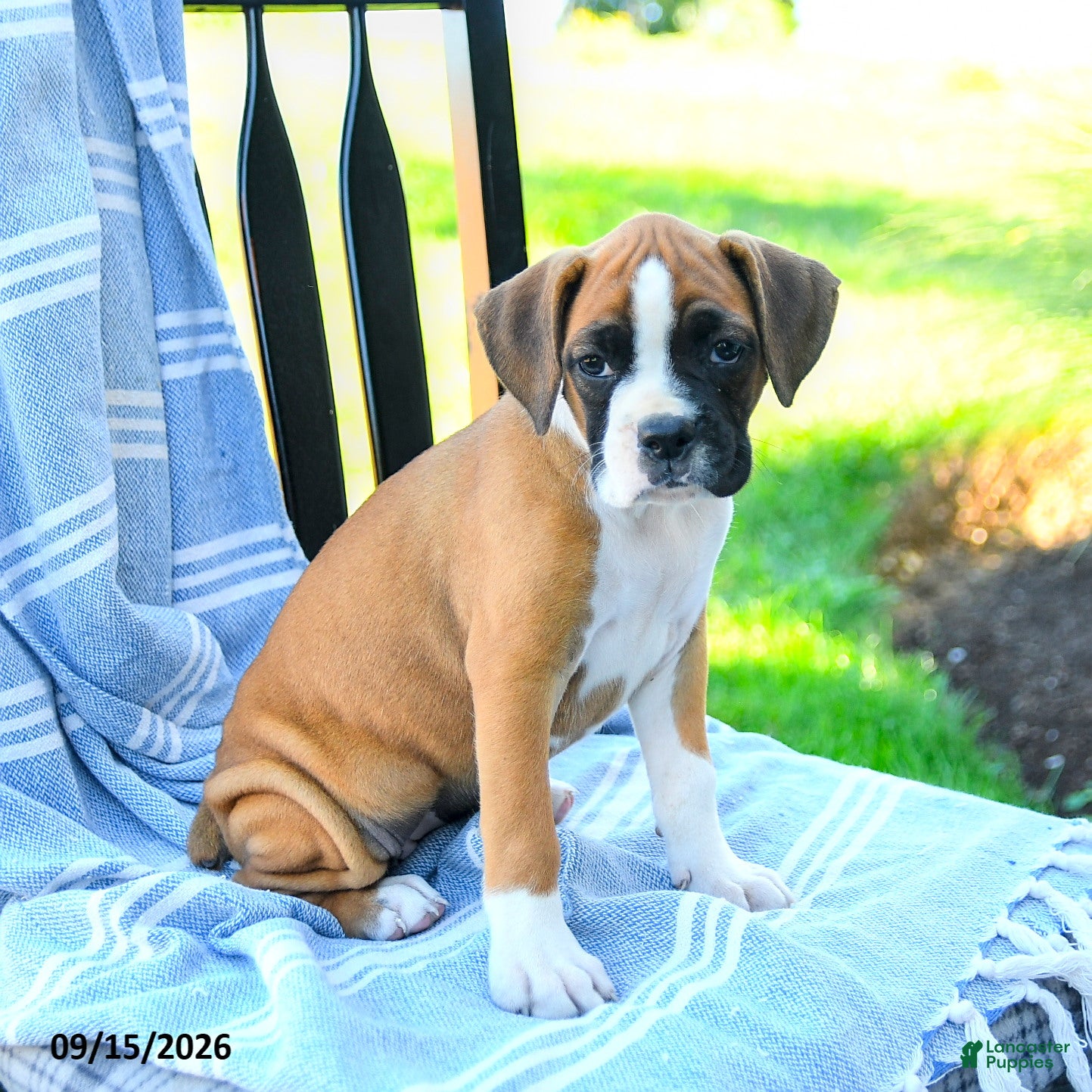 Boxer dogs Olivia - Ad 1