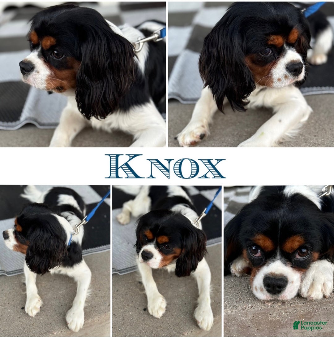 Cavapoo dogs for sale: BOLT - Ad 6