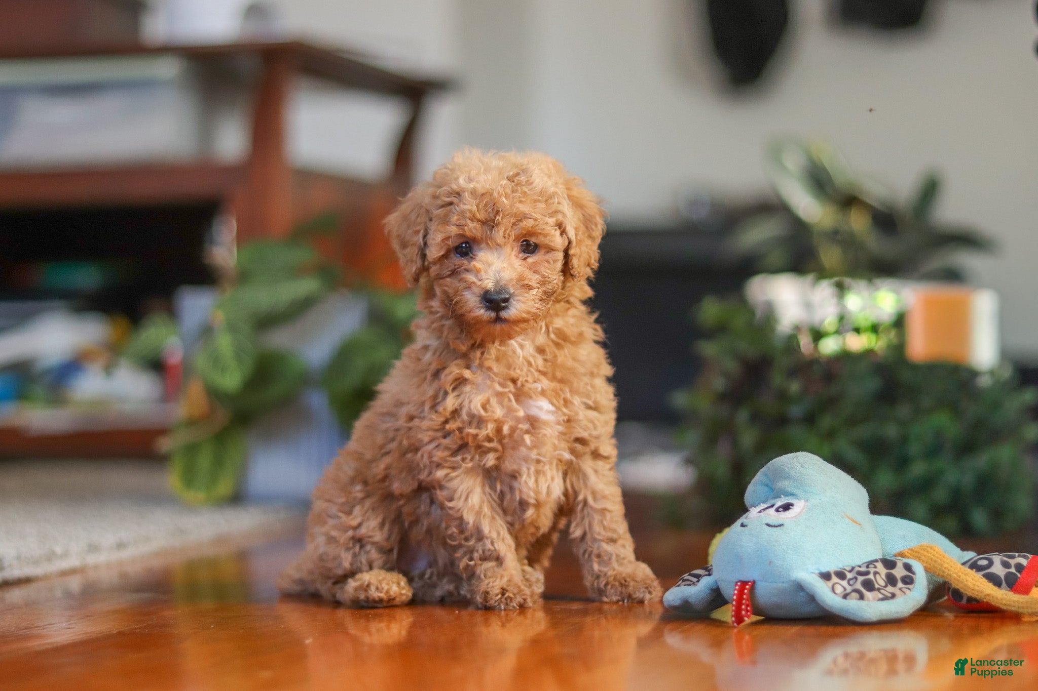 Brianna (Miniature Poodle, Female) in Baltic, OH