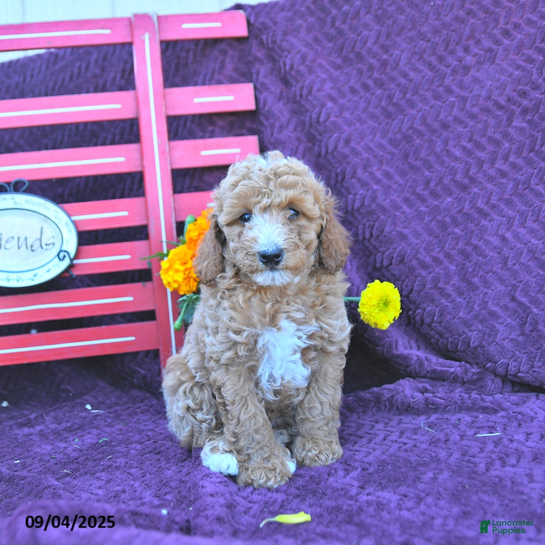 Standard Labradoodle Mini Teacup Labradoodle Miniature Poodle F1b