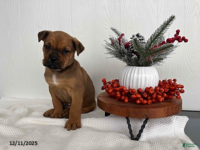 Mixed Breed dogs Mistletoe - Ad 2