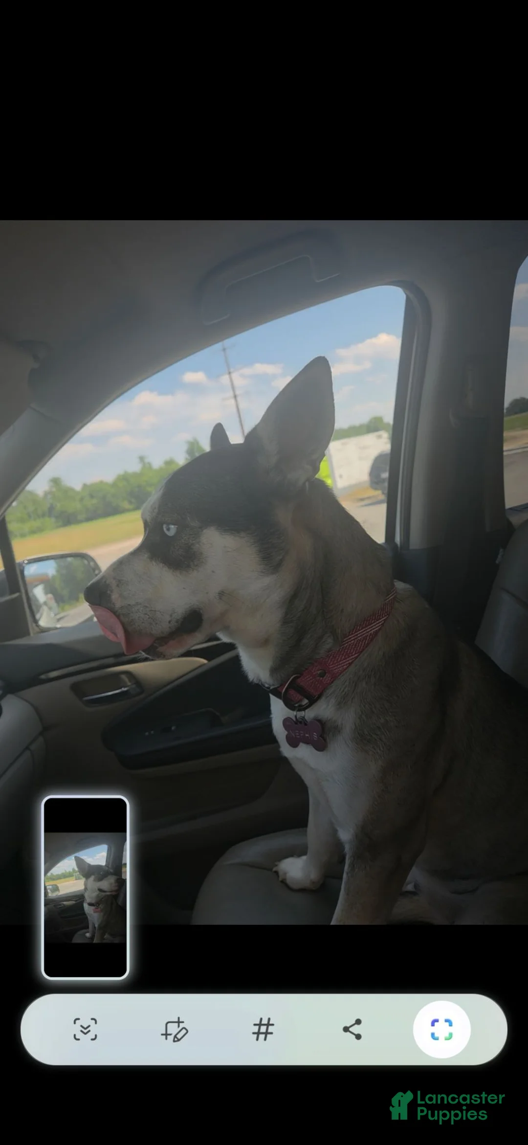 Pitsky dogs for sale: Pitsky 4 - Ad 7