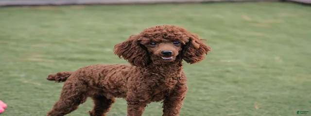 Yogi 