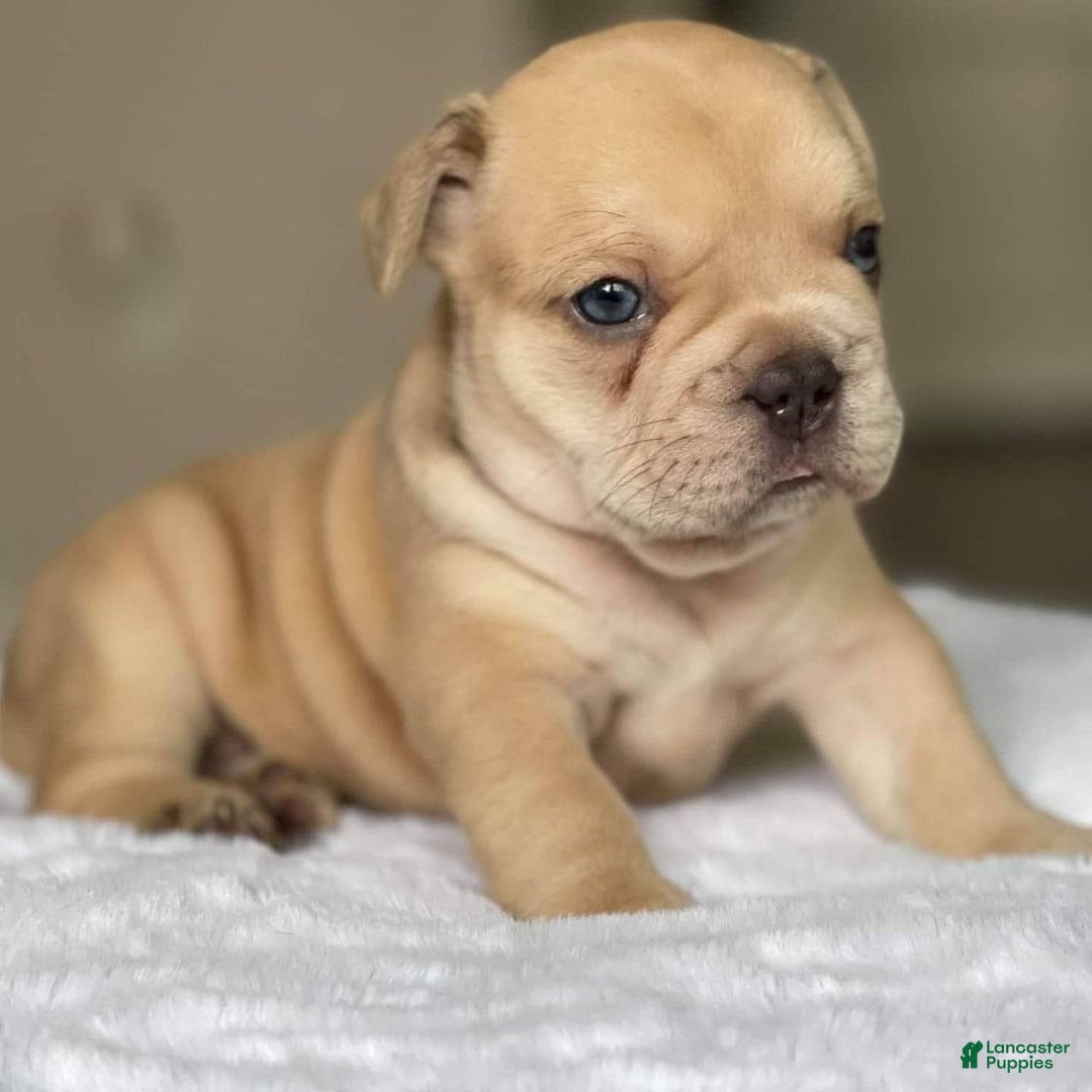 French Bulldog dogs for sale: Loli - Ad 3