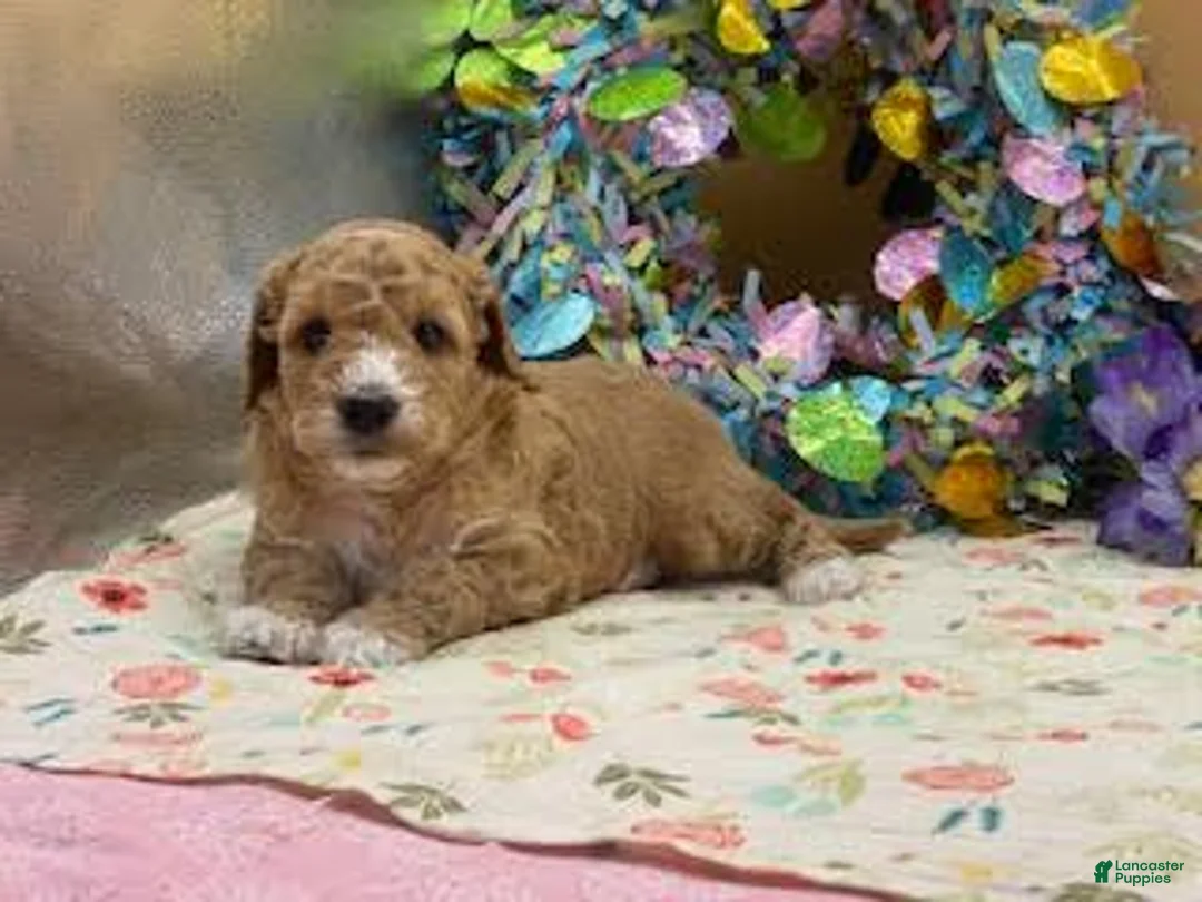 Mini Goldendoodle dogs for sale: Sparky Mini Goldendoodle Puppy  - Ad 2