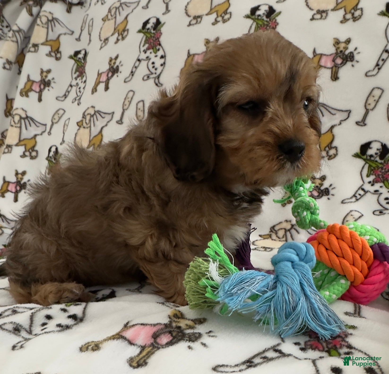 Cavapoo dogs for sale: Annie  - Ad 2