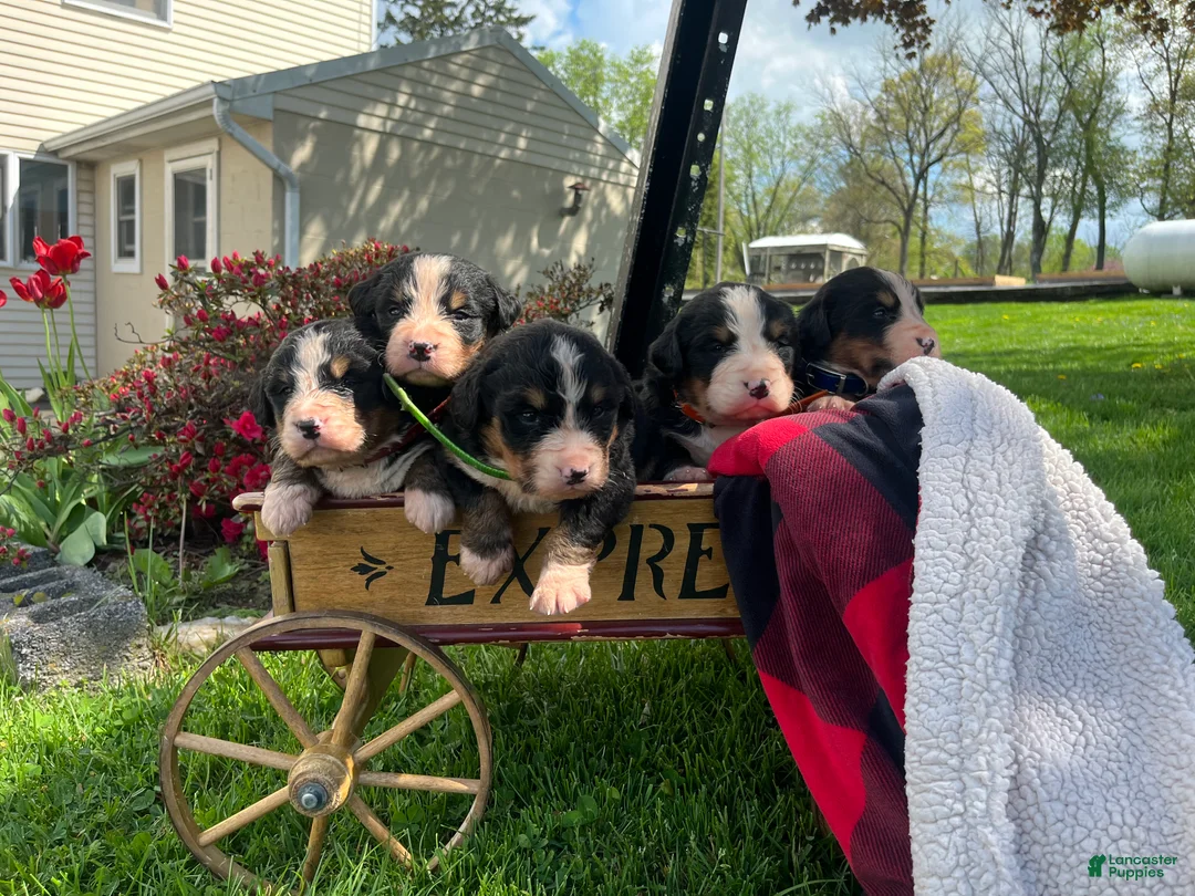 Bernese Mountain Dog dogs for sale: LArs🐾❤️Akc Hip Cert🐾❤️Text or Call 717-366-6652 - Ad 2