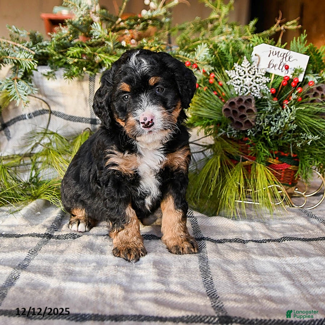 Mini Bernedoodle dogs for sale: Molly - Ad 4