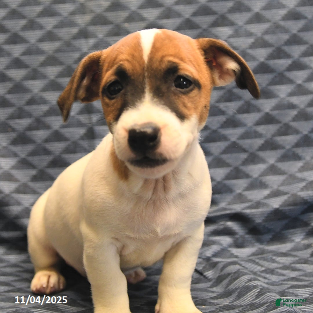 Jack Russell Terrier dogs for sale: Barky - Ad 4