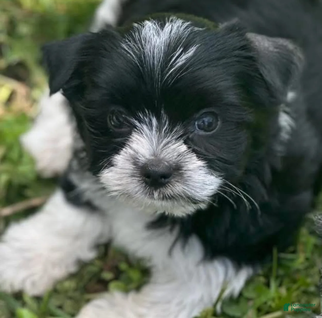 Gallery Image {{count}}