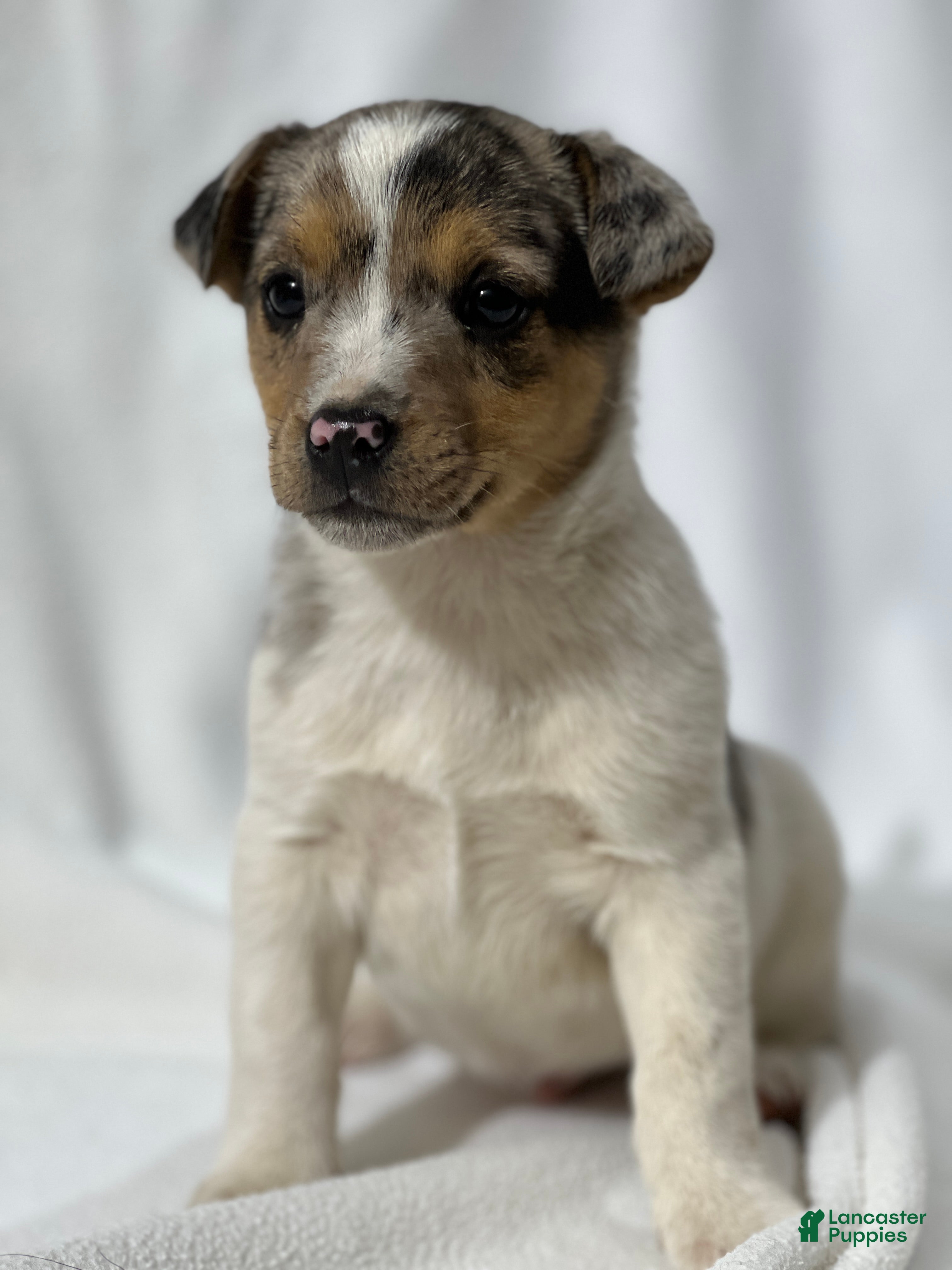 Jack Russell Terrier dogs for sale: Boone - Ad 2
