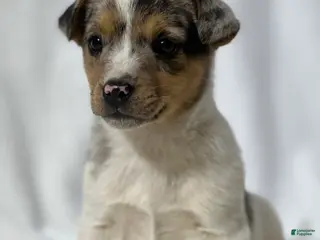 Jack Russell Terrier dogs for sale: Boone - Ad 2