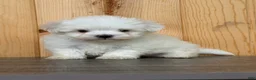 Maltese dogs for sale: Twila - Ad 3