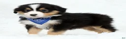 Australian Shepherd dogs for sale: Leo - Ad 7