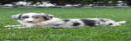 Australian Shepherd dogs for sale: Bluey - Ad 3