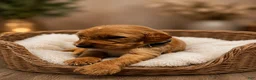 Goldendoodle dogs for sale: Blue - Ad 1