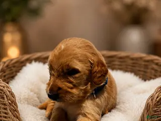Goldendoodle dogs Blue - Ad 12