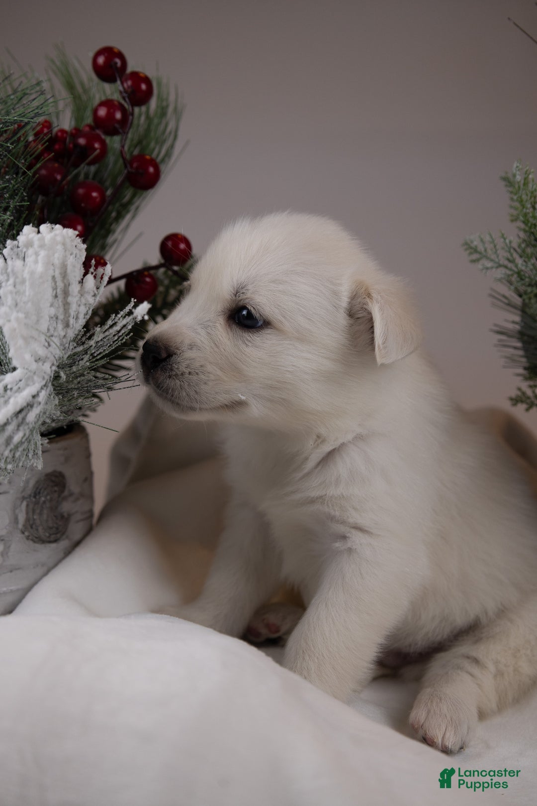 Goberian dogs for sale: Ivory - Ad 2