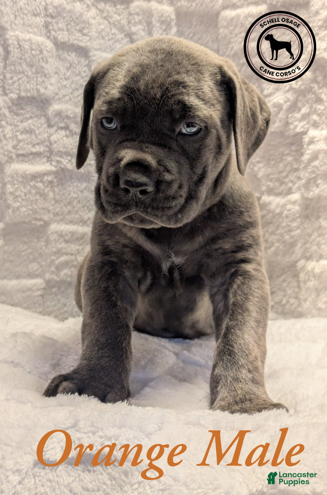 Cane Corso dogs for sale: Orange - Ad 3