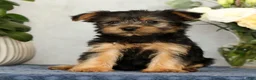 Yorkshire Terrier dogs for sale: Nellie - Ad 4