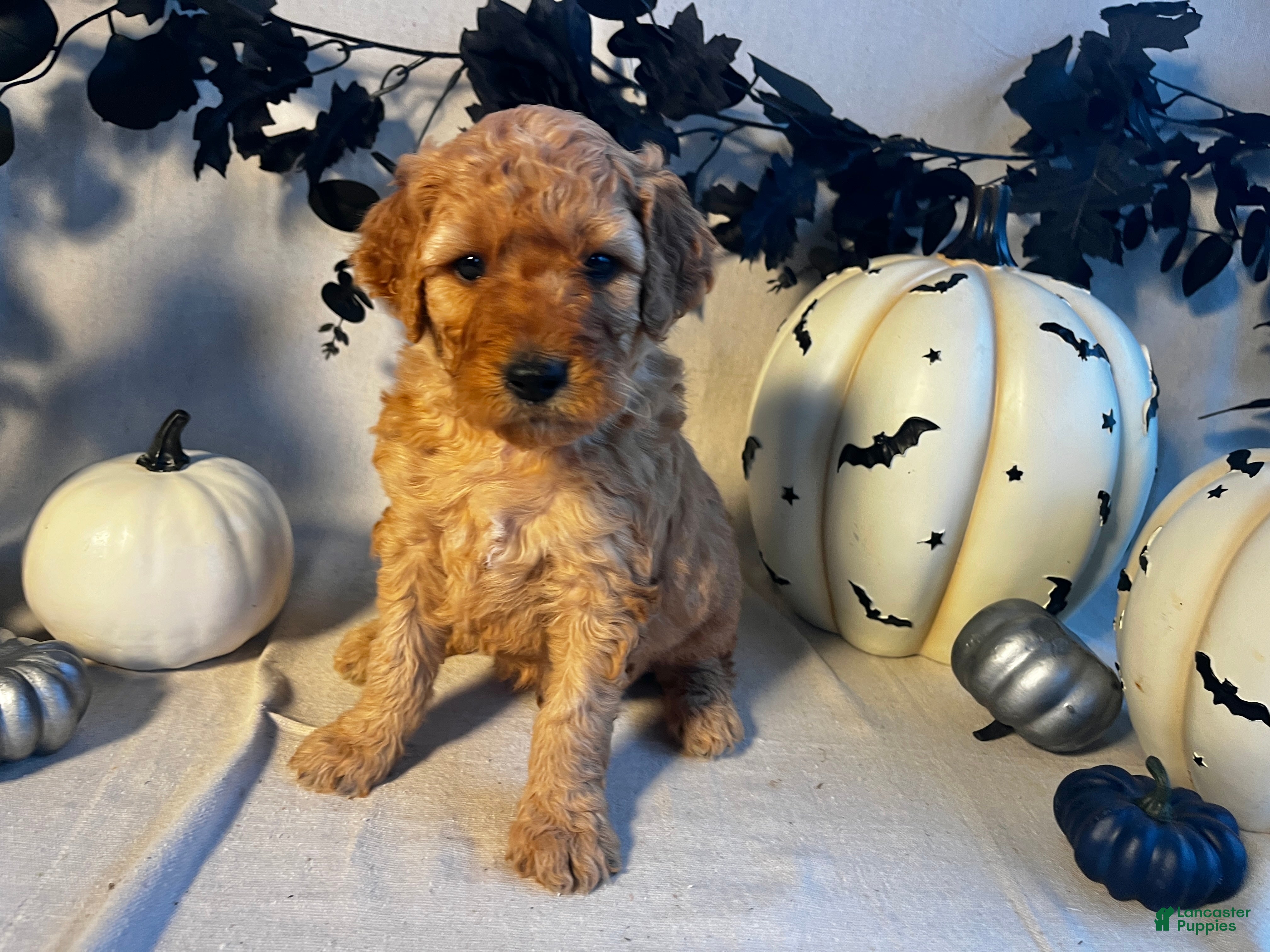 Goldendoodle dogs Yellow Collar-Jack - Ad 9